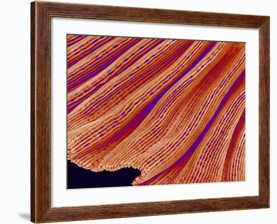 Clam's Gill, SEM-Susumu Nishinaga-Framed Photographic Print