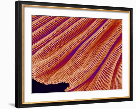 Clam's Gill, SEM-Susumu Nishinaga-Framed Photographic Print