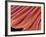 Clam's Gill, SEM-Susumu Nishinaga-Framed Photographic Print