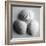 Clam Sea Shell-John Harper-Framed Giclee Print