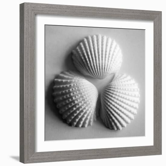 Clam Sea Shell-John Harper-Framed Giclee Print