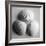 Clam Sea Shell-John Harper-Framed Giclee Print