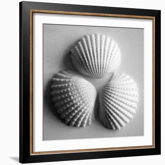 Clam Sea Shell-John Harper-Framed Giclee Print