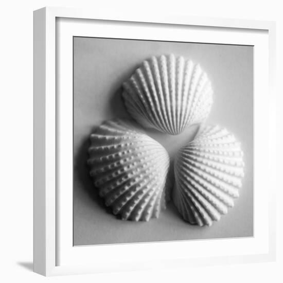 Clam Sea Shell-John Harper-Framed Giclee Print