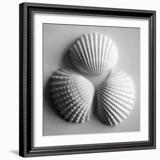 Clam Sea Shell-John Harper-Framed Giclee Print