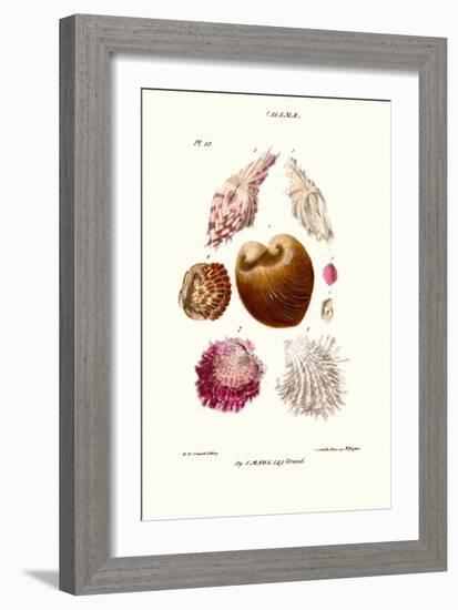 Clam Shell-John Mawe-Framed Art Print