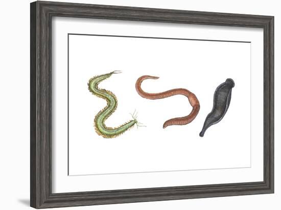 Clam Worm, Earthworm, Leech, Annelids, Invertebrates-Encyclopaedia Britannica-Framed Art Print