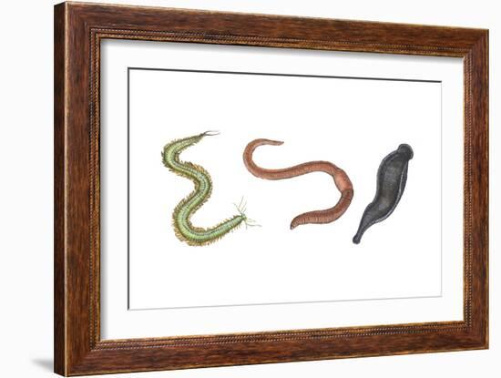 Clam Worm, Earthworm, Leech, Annelids, Invertebrates-Encyclopaedia Britannica-Framed Art Print