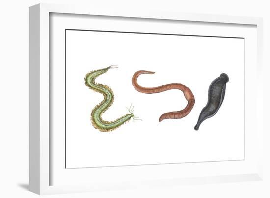 Clam Worm, Earthworm, Leech, Annelids, Invertebrates-Encyclopaedia Britannica-Framed Art Print