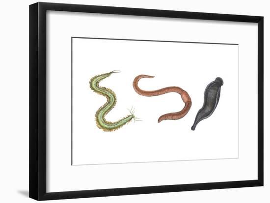 Clam Worm, Earthworm, Leech, Annelids, Invertebrates-Encyclopaedia Britannica-Framed Art Print