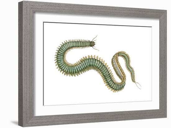 Clam Worm (Nereis Limnicola), Rag Worm, Annelids, Invertebrates-Encyclopaedia Britannica-Framed Art Print