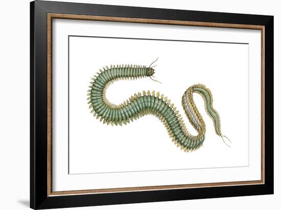 Clam Worm (Nereis Limnicola), Rag Worm, Annelids, Invertebrates-Encyclopaedia Britannica-Framed Art Print