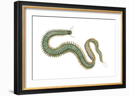 Clam Worm (Nereis Limnicola), Rag Worm, Annelids, Invertebrates-Encyclopaedia Britannica-Framed Art Print