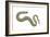 Clam Worm (Nereis Limnicola), Rag Worm, Annelids, Invertebrates-Encyclopaedia Britannica-Framed Art Print