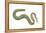 Clam Worm (Nereis Limnicola), Rag Worm, Annelids, Invertebrates-Encyclopaedia Britannica-Framed Stretched Canvas