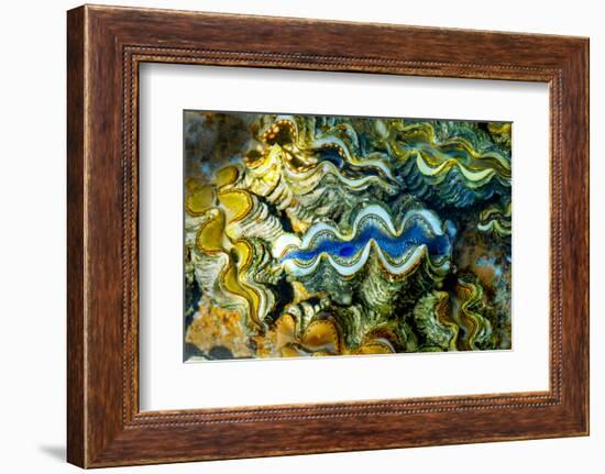 Clams, Cocos (Keeling) Islands, Indian Ocean, Asia-Lynn Gail-Framed Photographic Print