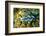 Clams, Cocos (Keeling) Islands, Indian Ocean, Asia-Lynn Gail-Framed Photographic Print