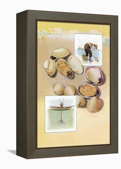 Clams-null-Framed Stretched Canvas