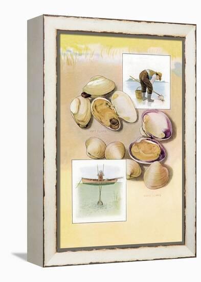 Clams-null-Framed Stretched Canvas