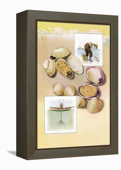 Clams-null-Framed Stretched Canvas
