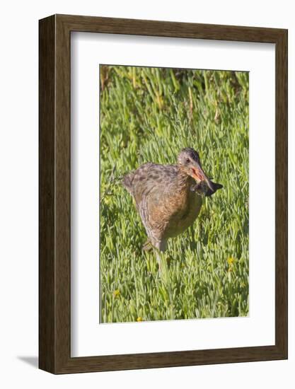 Clapper Rail with Crab in it's Bill-Hal Beral-Framed Photographic Print