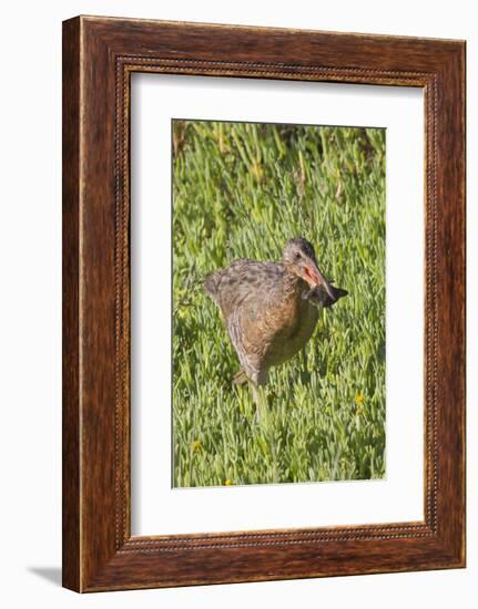 Clapper Rail with Crab in it's Bill-Hal Beral-Framed Photographic Print