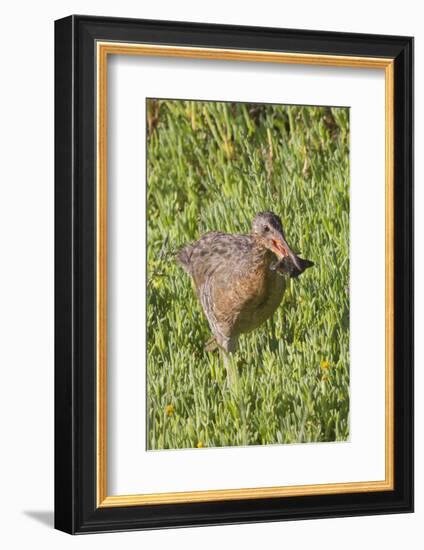 Clapper Rail with Crab in it's Bill-Hal Beral-Framed Photographic Print