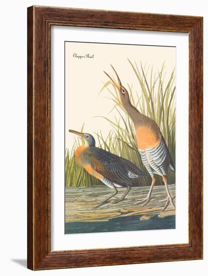 Clapper Rail-John James Audubon-Framed Art Print