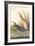 Clapper Rail-John James Audubon-Framed Art Print