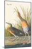 Clapper Rail-John James Audubon-Mounted Art Print