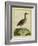 Clapper Rail-Georges-Louis Buffon-Framed Giclee Print