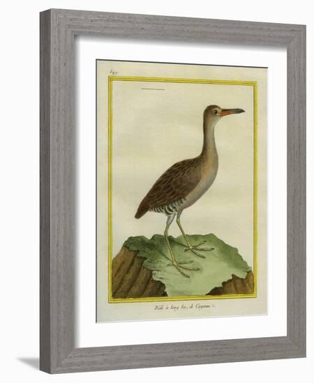 Clapper Rail-Georges-Louis Buffon-Framed Giclee Print