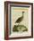 Clapper Rail-Georges-Louis Buffon-Framed Giclee Print