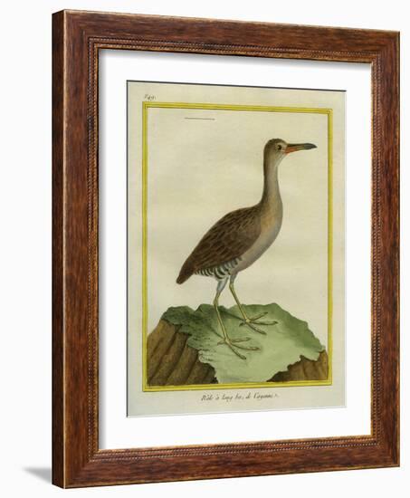 Clapper Rail-Georges-Louis Buffon-Framed Giclee Print