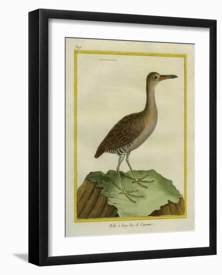 Clapper Rail-Georges-Louis Buffon-Framed Giclee Print