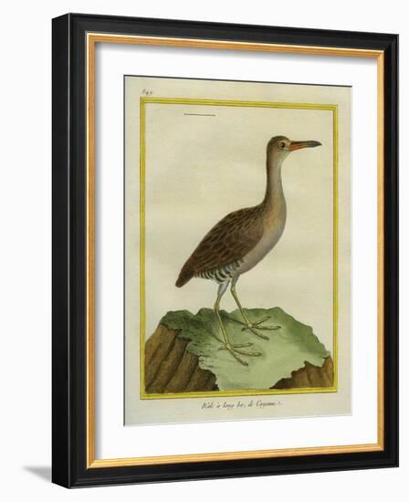 Clapper Rail-Georges-Louis Buffon-Framed Giclee Print