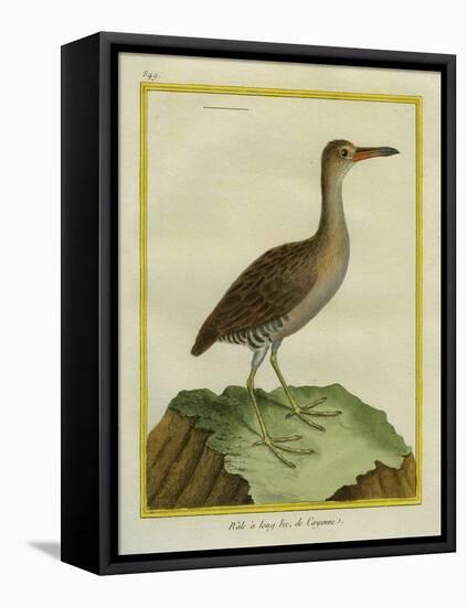 Clapper Rail-Georges-Louis Buffon-Framed Premier Image Canvas