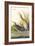 Clapper Rail-John James Audubon-Framed Art Print