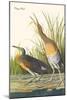 Clapper Rail-John James Audubon-Mounted Art Print