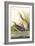 Clapper Rail-John James Audubon-Framed Premium Giclee Print