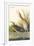 Clapper Rail-John James Audubon-Framed Art Print