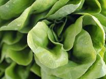 Green Lettuce-Clara Gonzalez-Laminated Photographic Print