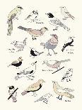 Bird Life-Clara Wells-Giclee Print