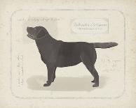 Dog Club - Labrador-Clara Wells-Giclee Print