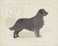 Dog Club - Retriever-Clara Wells-Giclee Print