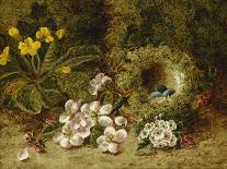 Apple Blossoms, a Primrose and Birds Nest on a Mossy Bank-Clare Oliver-Mounted Giclee Print