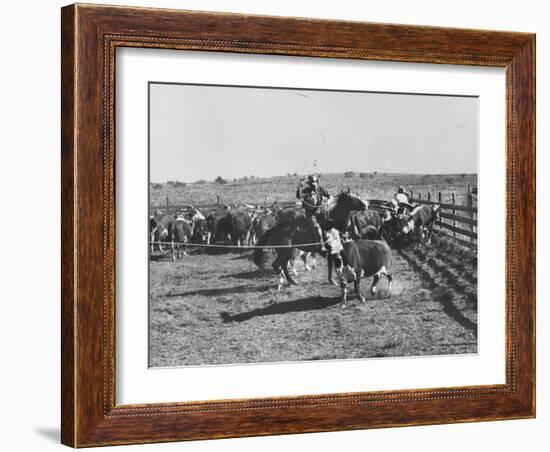 Clarence Hailey Long, Texas Cowboy on His Small Ranch Roping Cattle-null-Framed Photographic Print