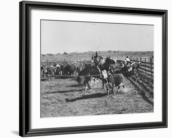 Clarence Hailey Long, Texas Cowboy on His Small Ranch Roping Cattle-null-Framed Photographic Print