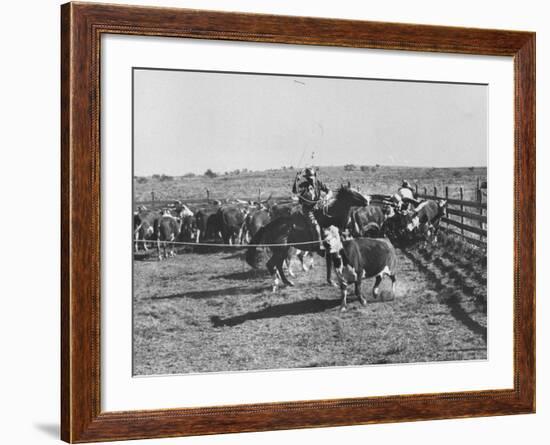 Clarence Hailey Long, Texas Cowboy on His Small Ranch Roping Cattle-null-Framed Photographic Print