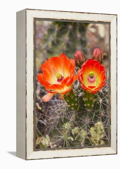 Claret Cup Cactus, Arizona-Sonora Desert Museum, Tucson, Arizona, USA-Jamie & Judy Wild-Framed Premier Image Canvas